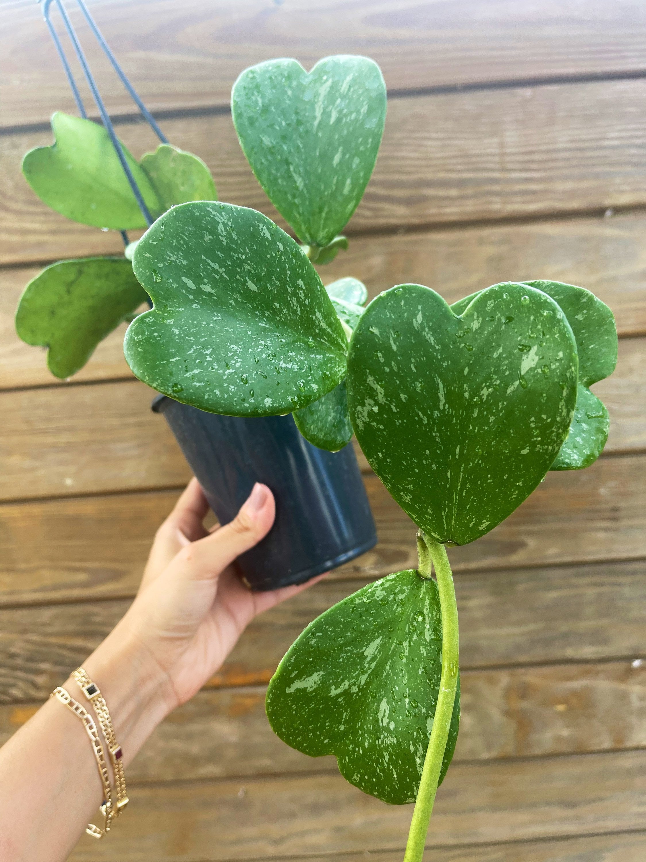 Hoya Kerrii Splash | Rare Hoya Plant
