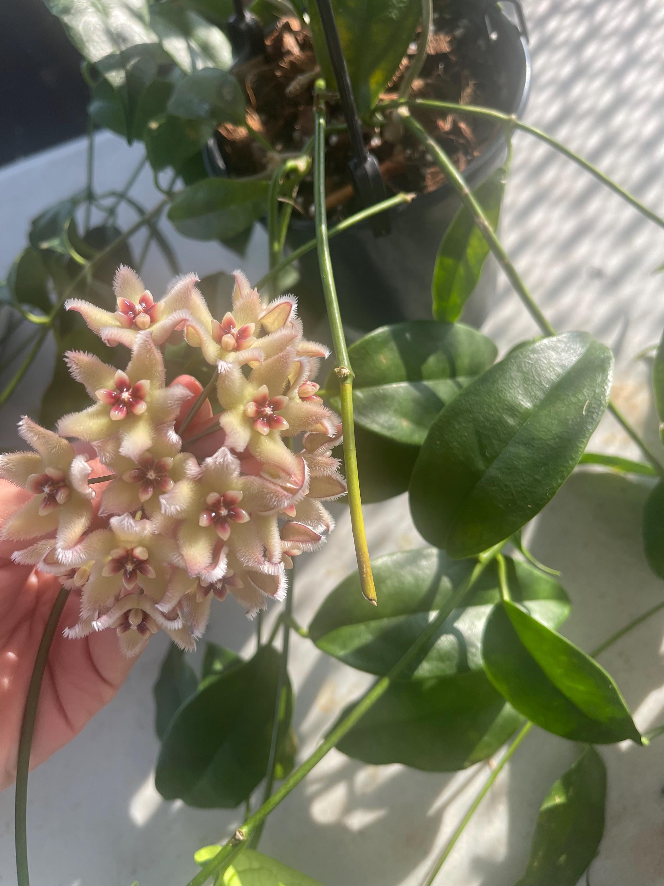 Hoya Buotii | RARE Hoya Plant - Etsy