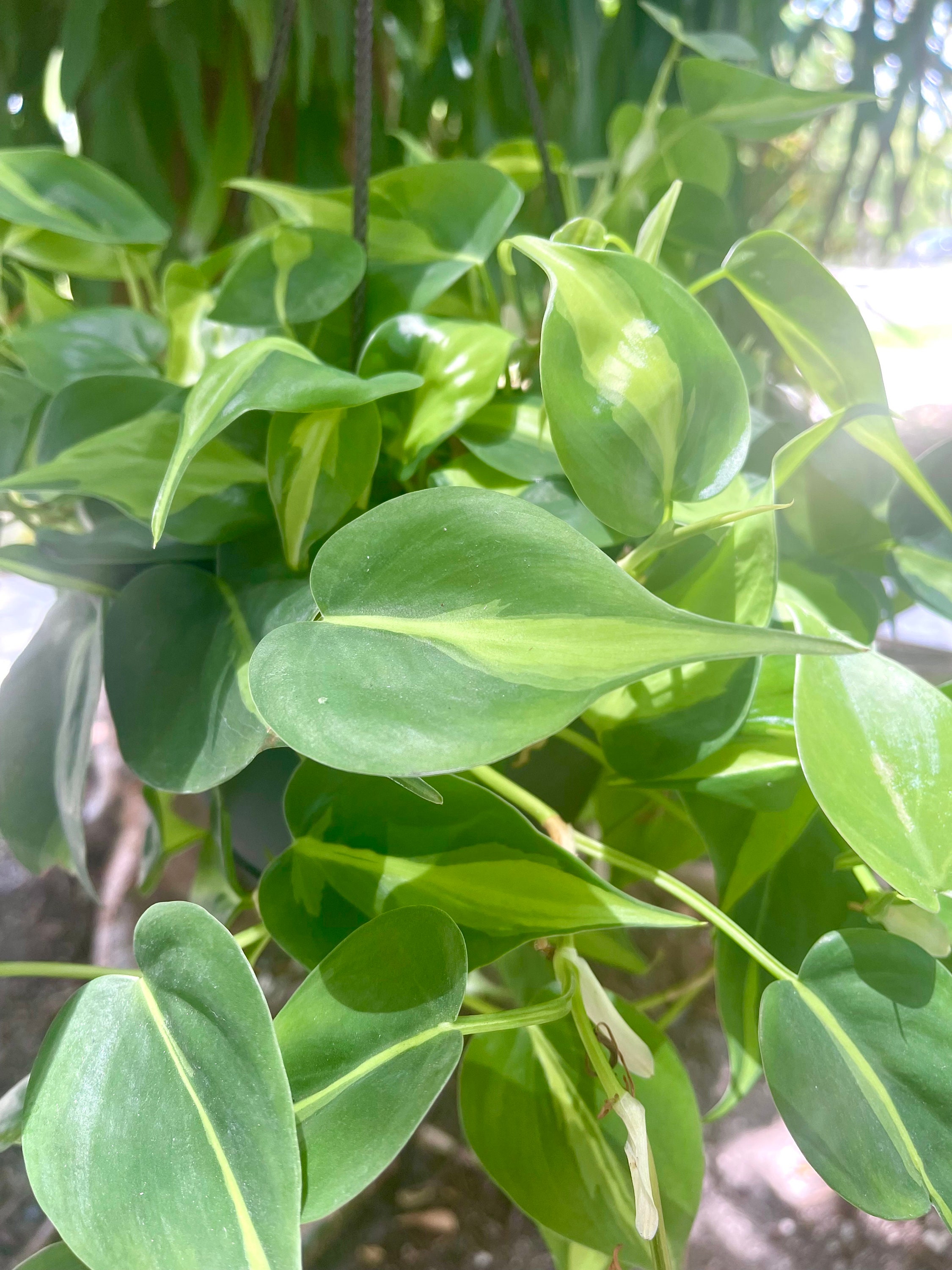 buy prince of orange philodendron Philodendron Prince of Orange-4