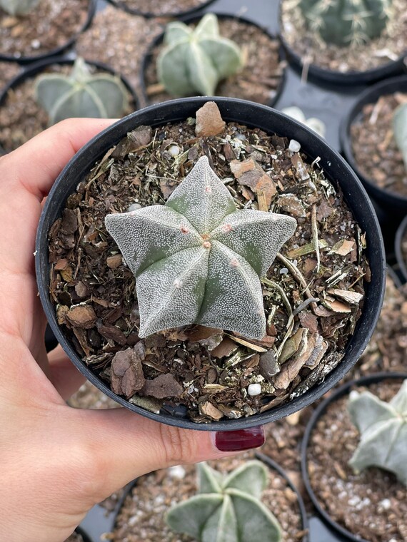 Astrophytum Myriostigma | Bishop's Cap Cactus - Etsy