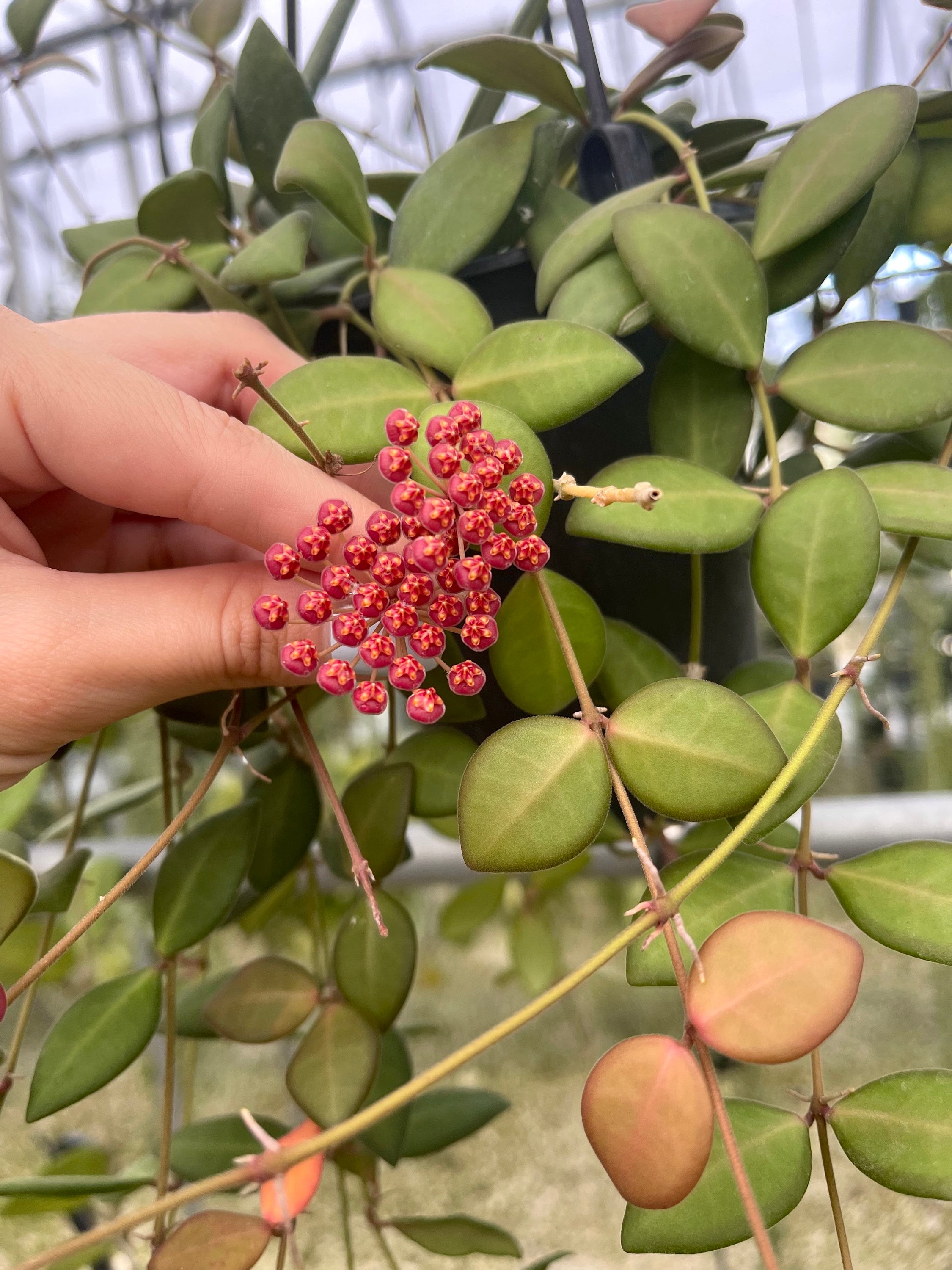 Hoya Sp Aff Burtoniae | RARE - Etsy 日本