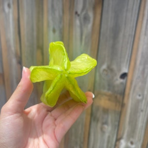 Fresh Miami Starfruit Fwang Tung Carambola Rare Tropical Fruit Organic