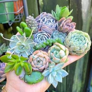 Assorted Succulent Cuttings | Pixie Garden