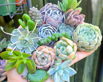 Assorted Succulent Cuttings | Pixie Garden