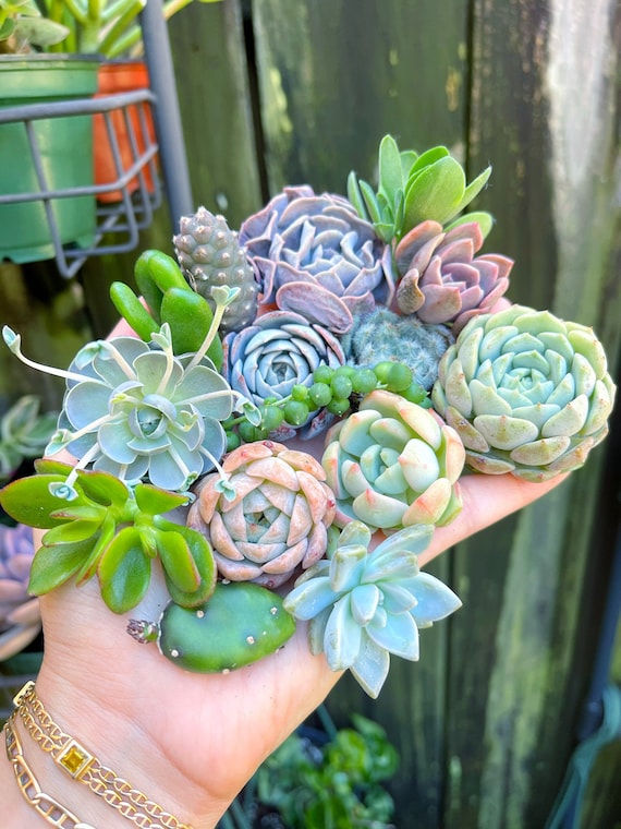 succulent in terrarium Open Succulent terrarium - DIY kit