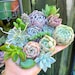 see more listings in the Succulents section