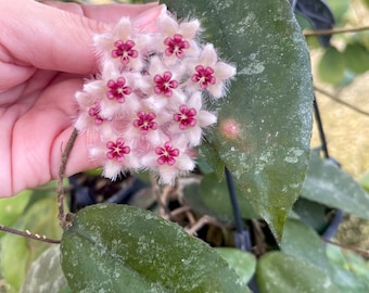 HOYA PUBICALYX Red - Hoya Fiore di cera - Ladre di Piante