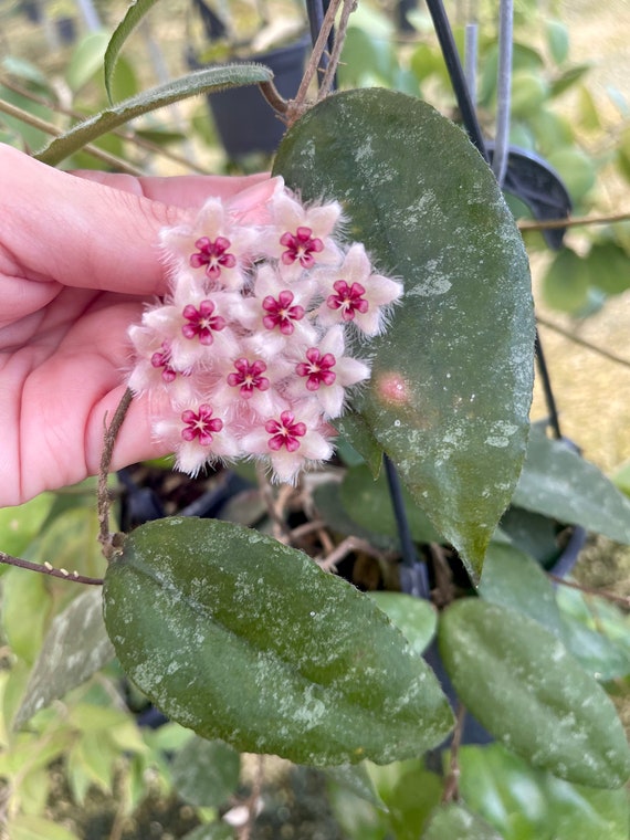 Hoya Caudata Sumatra | Rare Hoya - Etsy