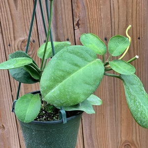 Hoya Australis image 2