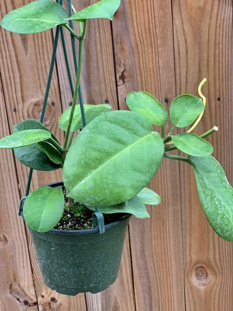 Hoya Australis image 2