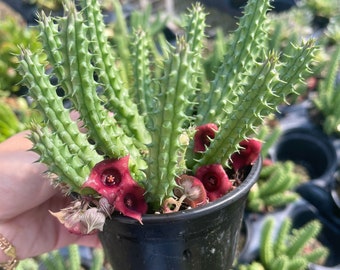 POWERS TO FLOWERS - HOYA PUBICALIX RED BUTTON, vaso 12cm, pianta vera