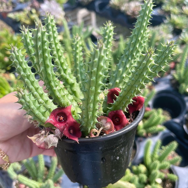 Huernia Schneideriana | Red Dragon Flower | Cactus Plant