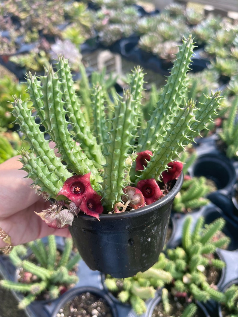 Huernia Schneideriana Red Dragon Flower Cactus Plant image 1