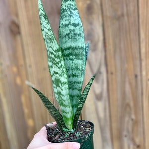 Sansevieria Snake Plant l Futura Robusta | House Plant