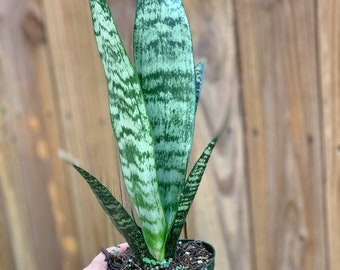 Sansevieria Sp Mecufi Mozambique Medium Size Rare Snake Plant - Etsy