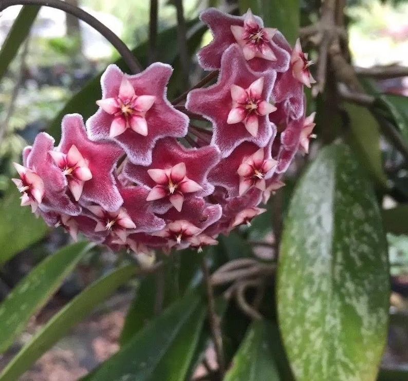 The Zen Succulent Hoya Pubicalyx - Thumbnail 2