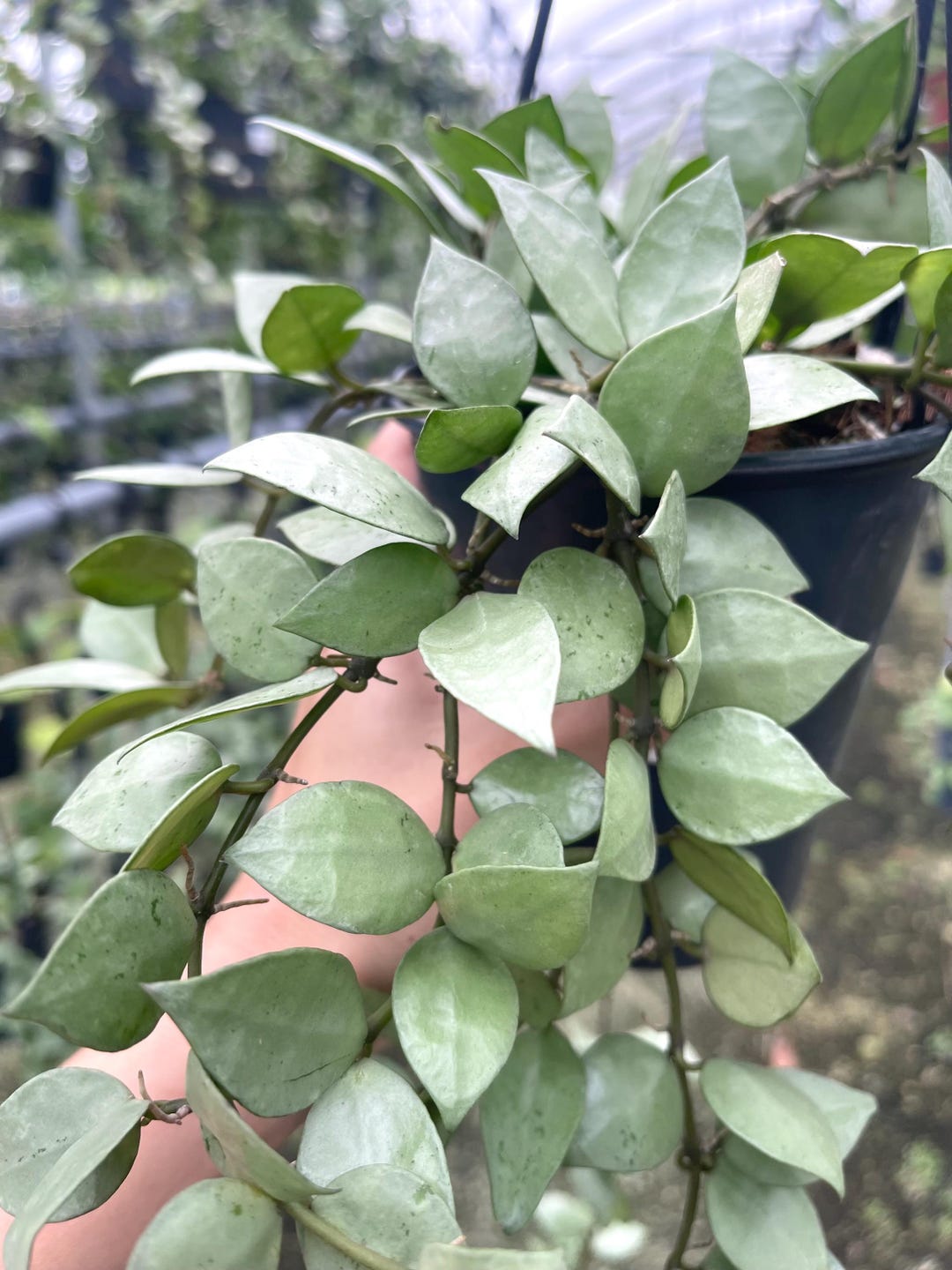 Hoya 'silver Splash' | Hoya Krohniana 'eskimo' | Rare Hoya Plant