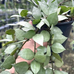 Hoya ‘Silver Splash’ | Hoya Krohniana ‘Eskimo’ | Rare Hoya Plant
