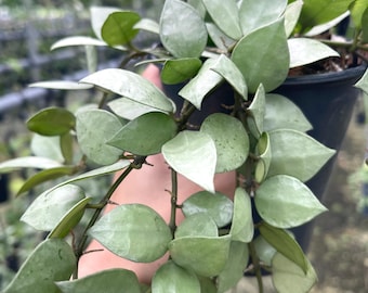 Hoya 'silver Splash' | Hoya Krohniana 'eskimo' | Rare Hoya Plant