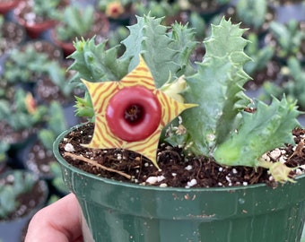 Huernia Zebrina | Lifesaver Plant | Succulent | Huernia Cactus