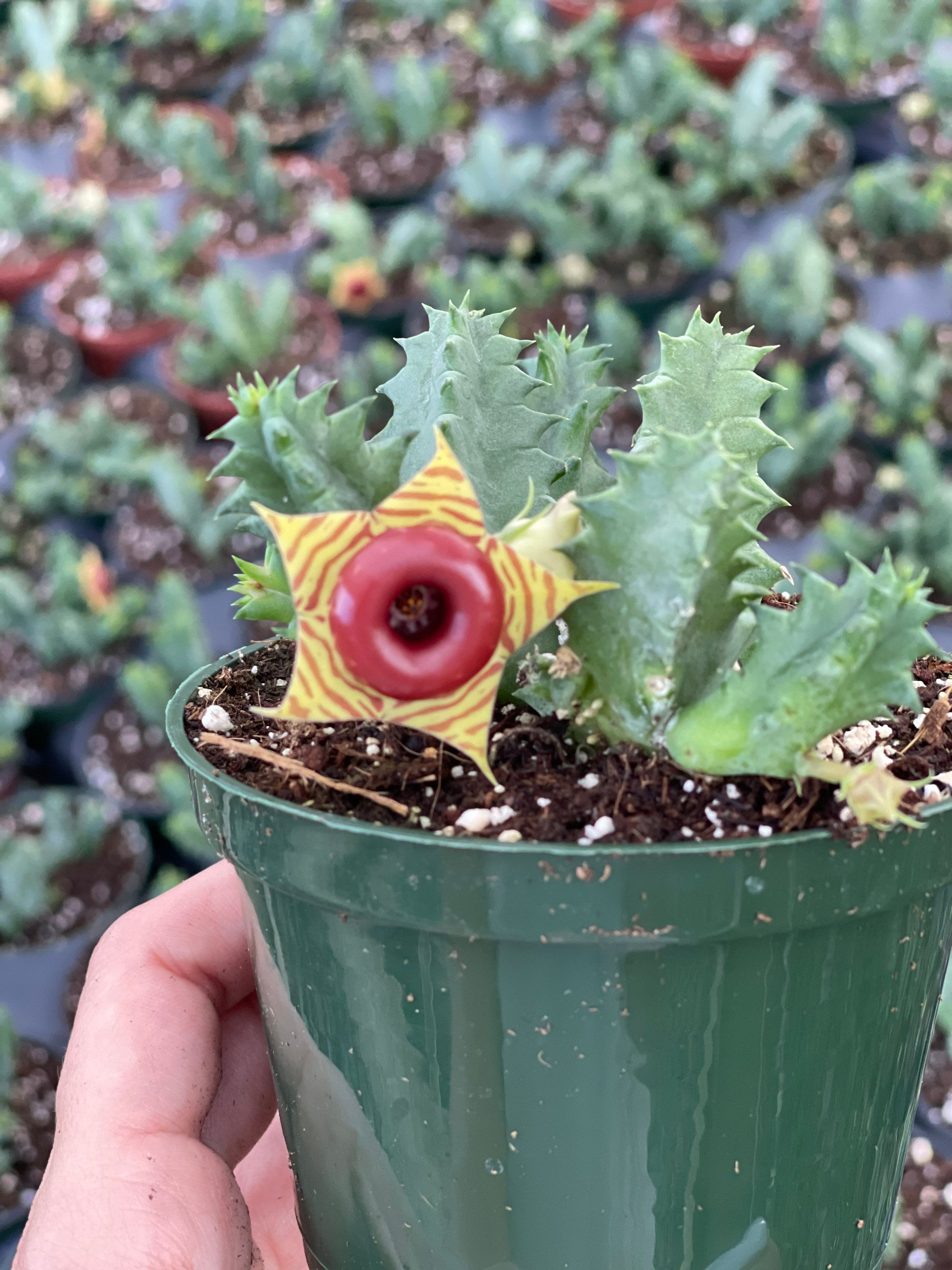Huernia Zebrina | Lifesaver Plant | Succulent | Huernia Cactus - Etsy
