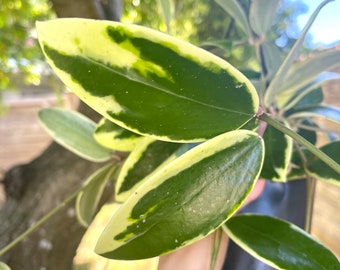 Hoya Acuta Albomarginata | RARE | Hoya Verticulata ‘Acuta’