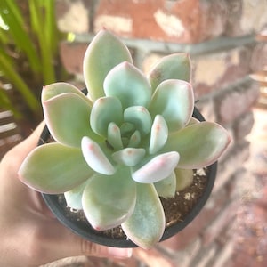 May include: A white ceramic mug with a black handle and the text "But First, Coffee" in a handwritten style. The mug is on a white surface. The mug is approximately 4 inches tall.