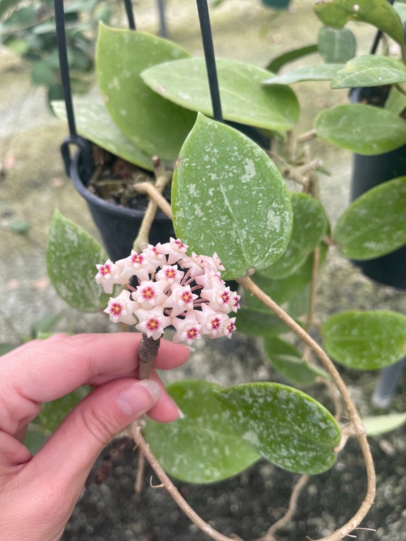 Hoya Verticillata EPC-997 Stable Pink Spot Splash | Rare Hoya