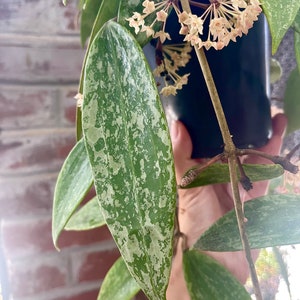 Hoya Rangsan Silver Splash | RARE Hoya Plant