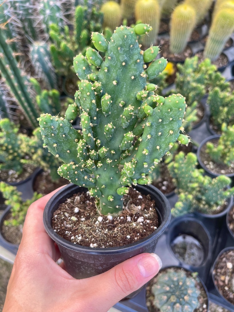 Maverick Cactus | Opuntia Monacantha F. Monstruosa | Prickly Pear Cactus - Thumbnail 2