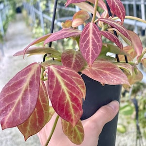 Hoya Sunrise | Rare Hoya Plant