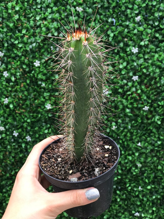 Neocardenasia Herzogiana | Cactus - Etsy