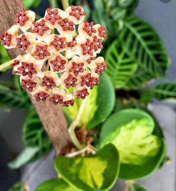 Hoya Kerri Reverse Variegata | RARE - Etsy