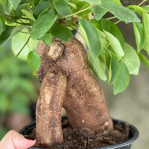 Ficus Microcarpa Ginseng | Bonsai Plant