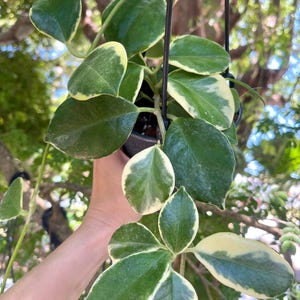 Hoya Australis Albo Marginata| RARE Live Hoya Plant