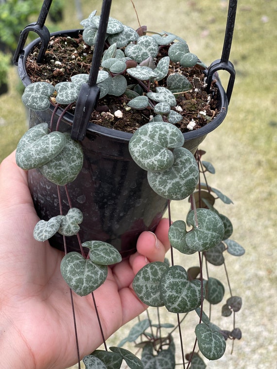 String of Hearts | Ceropegia Woodii - Etsy