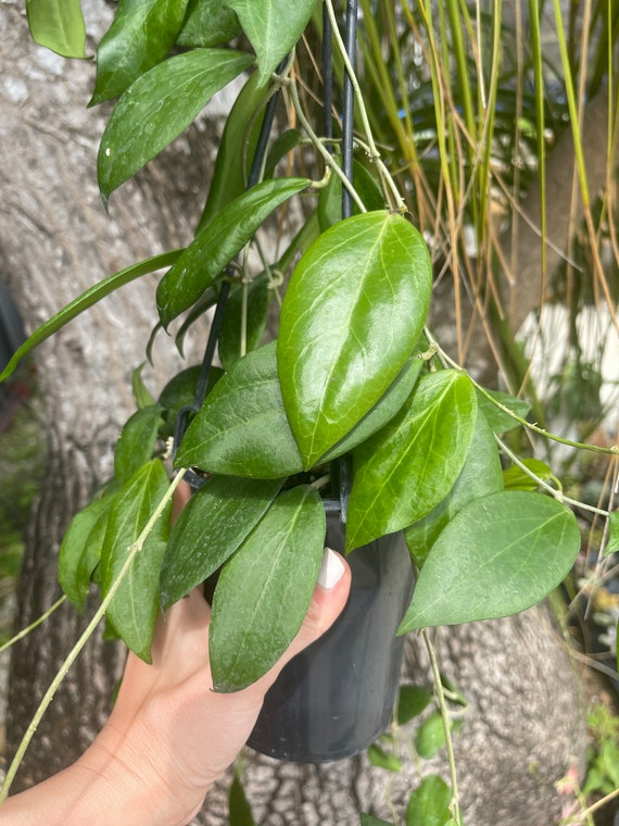 Hoya Cutis Porcelana | Rare Hoya Plant - Etsy