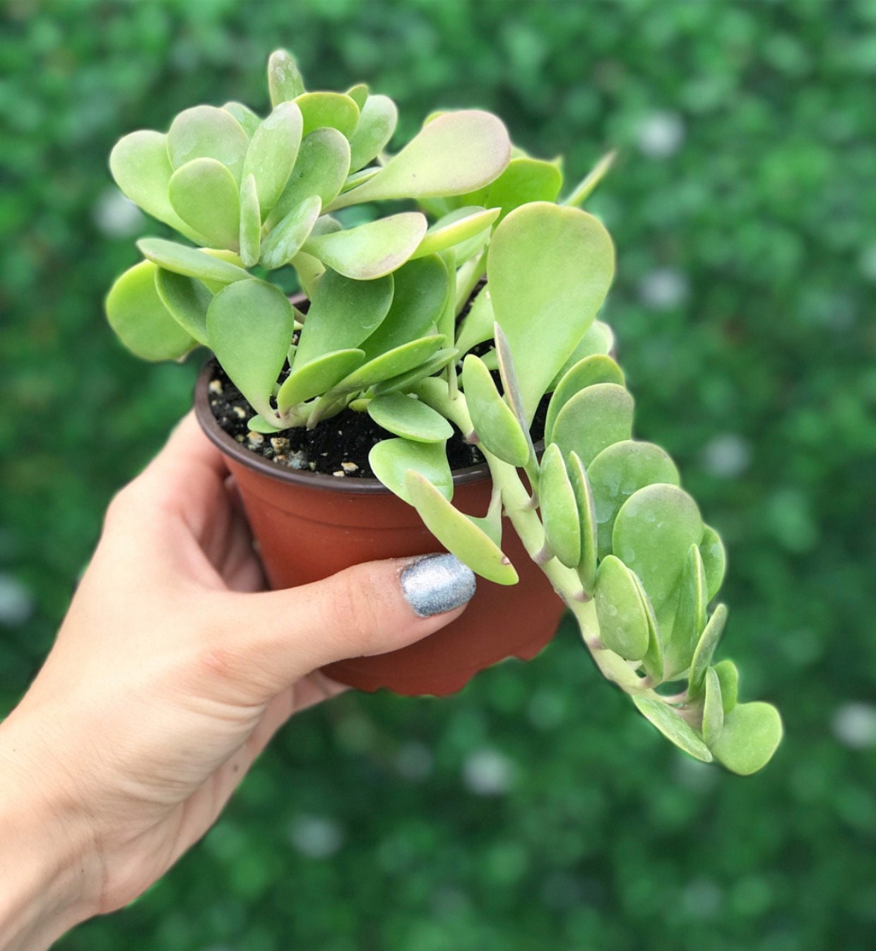 Trailing Jade | Senecio Jacobsenii | Succulent Plant - Etsy 日本