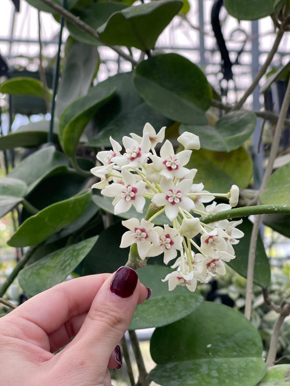 Hoya Australis - Etsy 日本