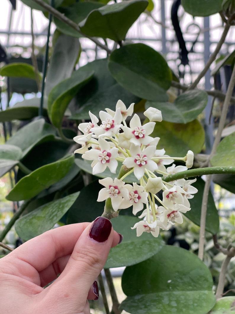 Hoya Australis image 1