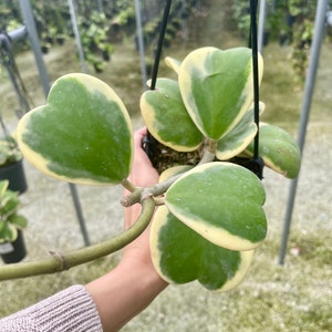 Variegated Hoya Kerrii | Sweetheart Hoya | Hoya Albomarginata