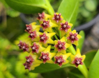 Hoya Cumingiana | Bush Hoya Plant