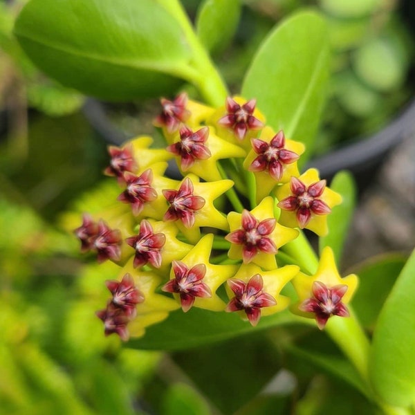 Hoya Cumingiana | Bush Hoya Plant