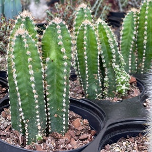 Fairy Castle Cactus Acanthocereus Tetragonus image 2