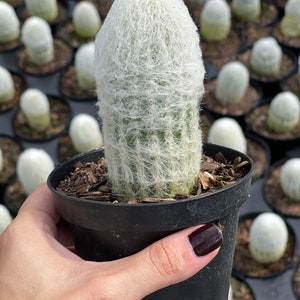 Espostoa Melanostele Old Lady Cactus Rare image 1