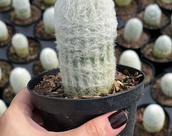 Espostoa Melanostele | Old Lady Cactus | Rare