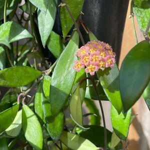 Hoya Bilobata RARE image 1