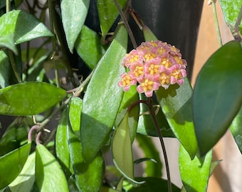 Hoya Bilobata | RARE