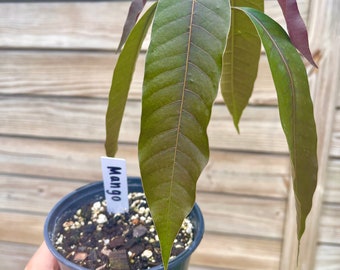 Árbol de mango Miami Glenn - Plántula / Retoño - Cultivado orgánicamente