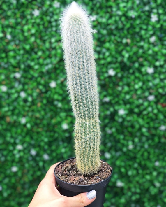 wooly torch cactus Shop for Crested Silver Torch Cactus 'Cleistocactus strausii' main image 0